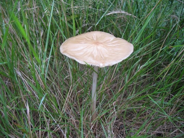 Oudemansiella radicata 02